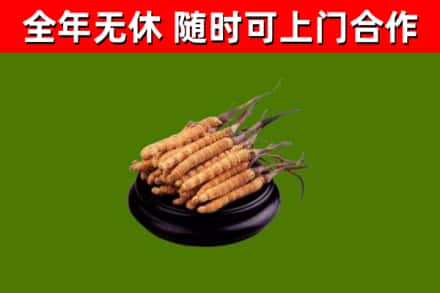 永顺回收散虫草